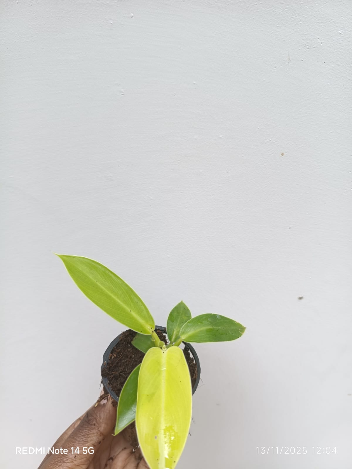 Small sized - Philodendron Golden melinonii - Image 4