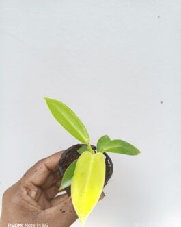 Small sized – Philodendron Golden melinonii