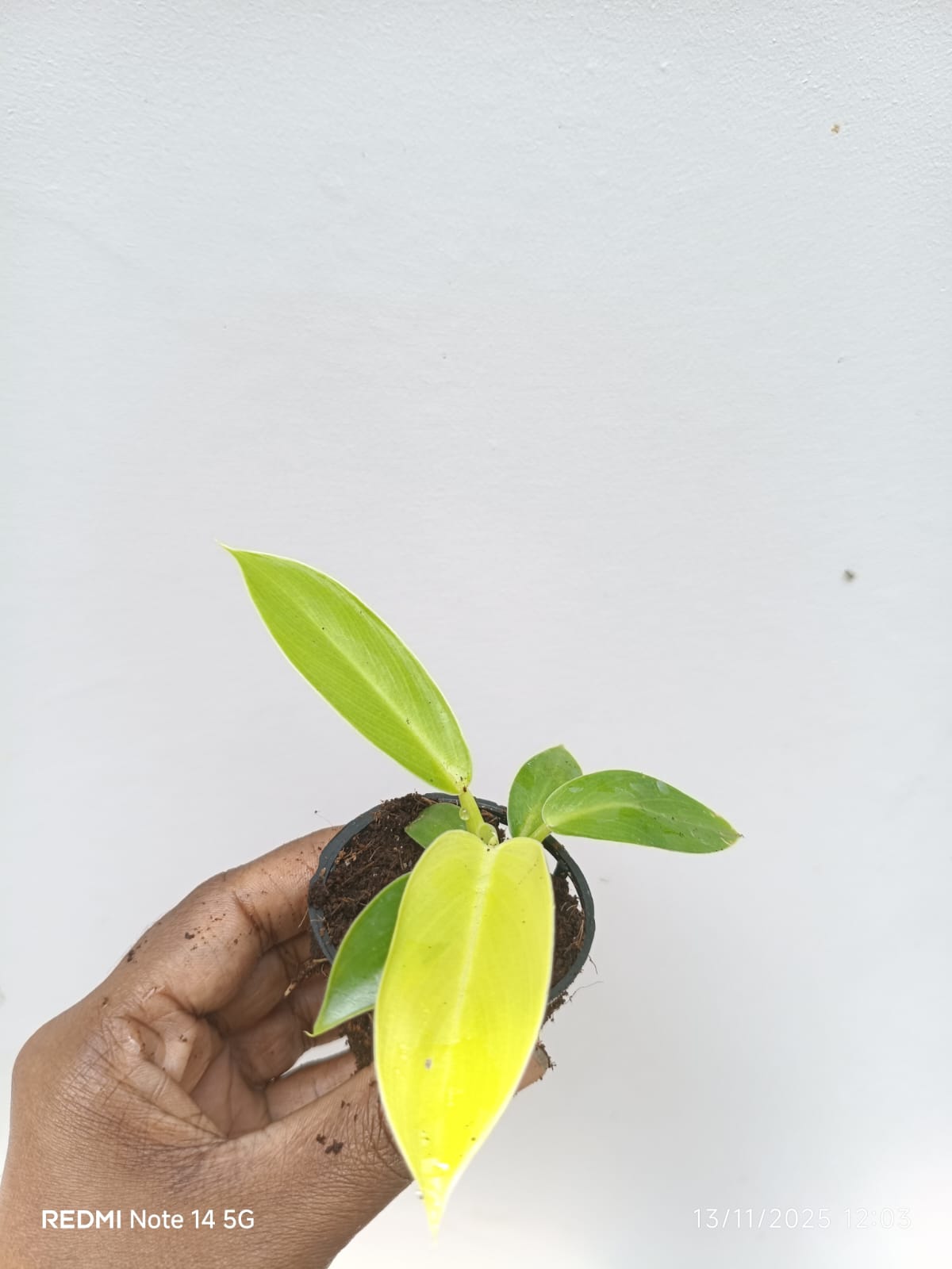 Small sized - Philodendron Golden melinonii - Image 2