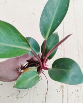 Philodendron Congo Red (medium sized plant)