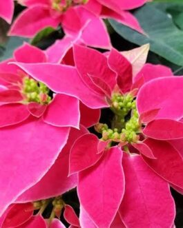 Poinsettia 'Love you Pink' (small single plant)