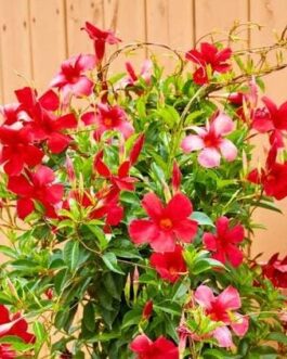 Mandevilla Red (single plant)