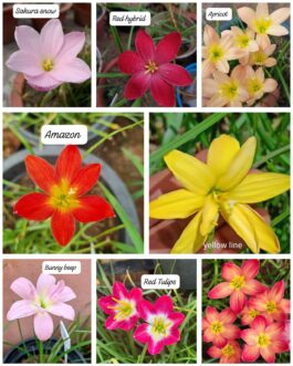 Hybrid rainlily combo ( 8 varieties)