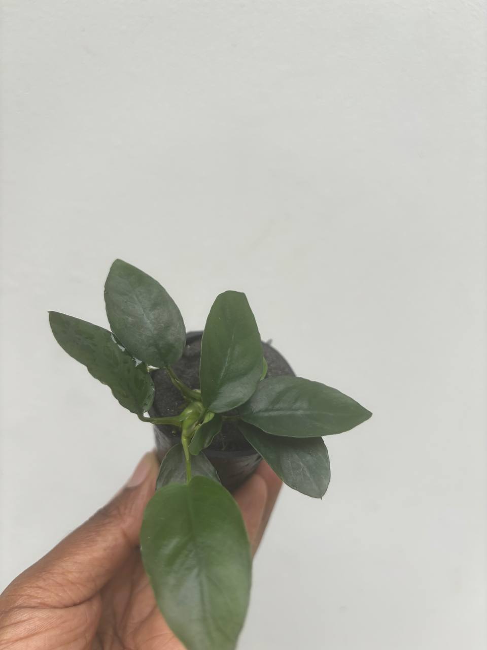 Anubias long wavy - Image 4