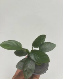 Anubias long wavy