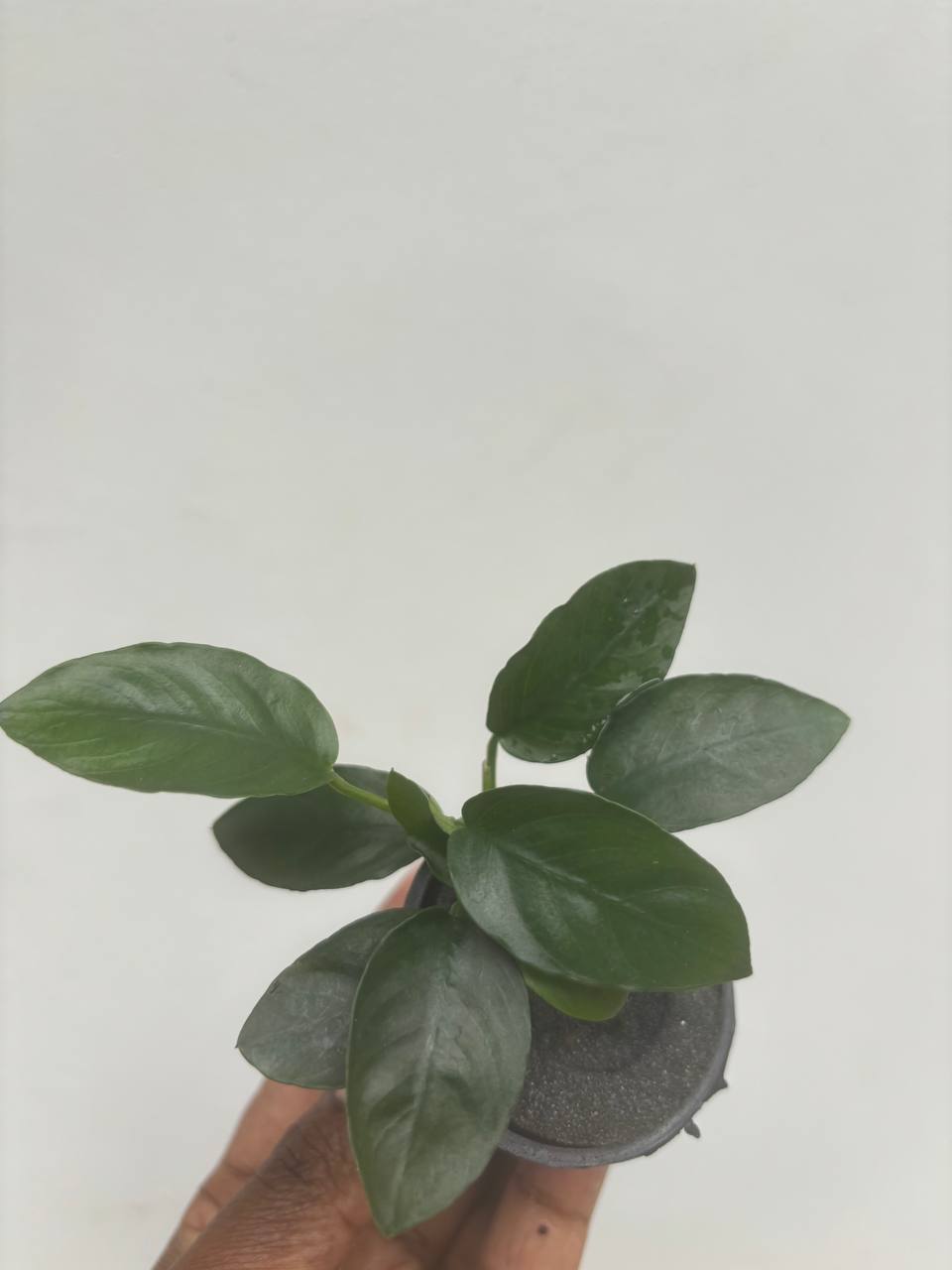 Anubias long wavy