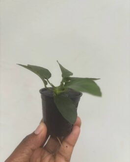 Anubias long wavy