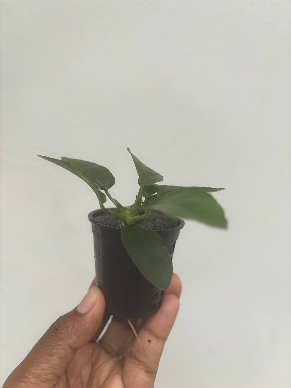 Anubias long wavy - Image 2