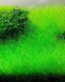 Japanese Dwarf Hairgrass/ Eleocharis Parvula 'Japanese' (tissue culture cup-small)