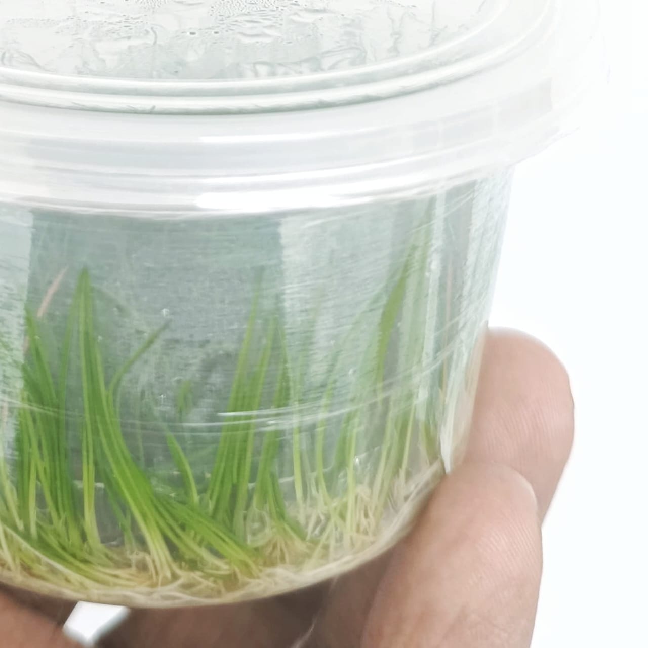 Japanese Dwarf Hairgrass/ Eleocharis Parvula 'Japanese' (tissue culture cup-small) - Image 3