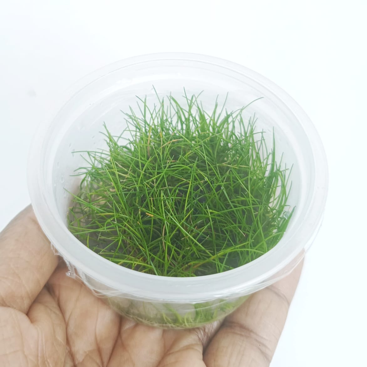 Japanese Dwarf Hairgrass/ Eleocharis Parvula 'Japanese' (tissue culture cup-small) - Image 5