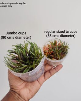 Japanese Dwarf Hairgrass/ Eleocharis Parvula ‘Japanese’ (tissue culture cup-small)