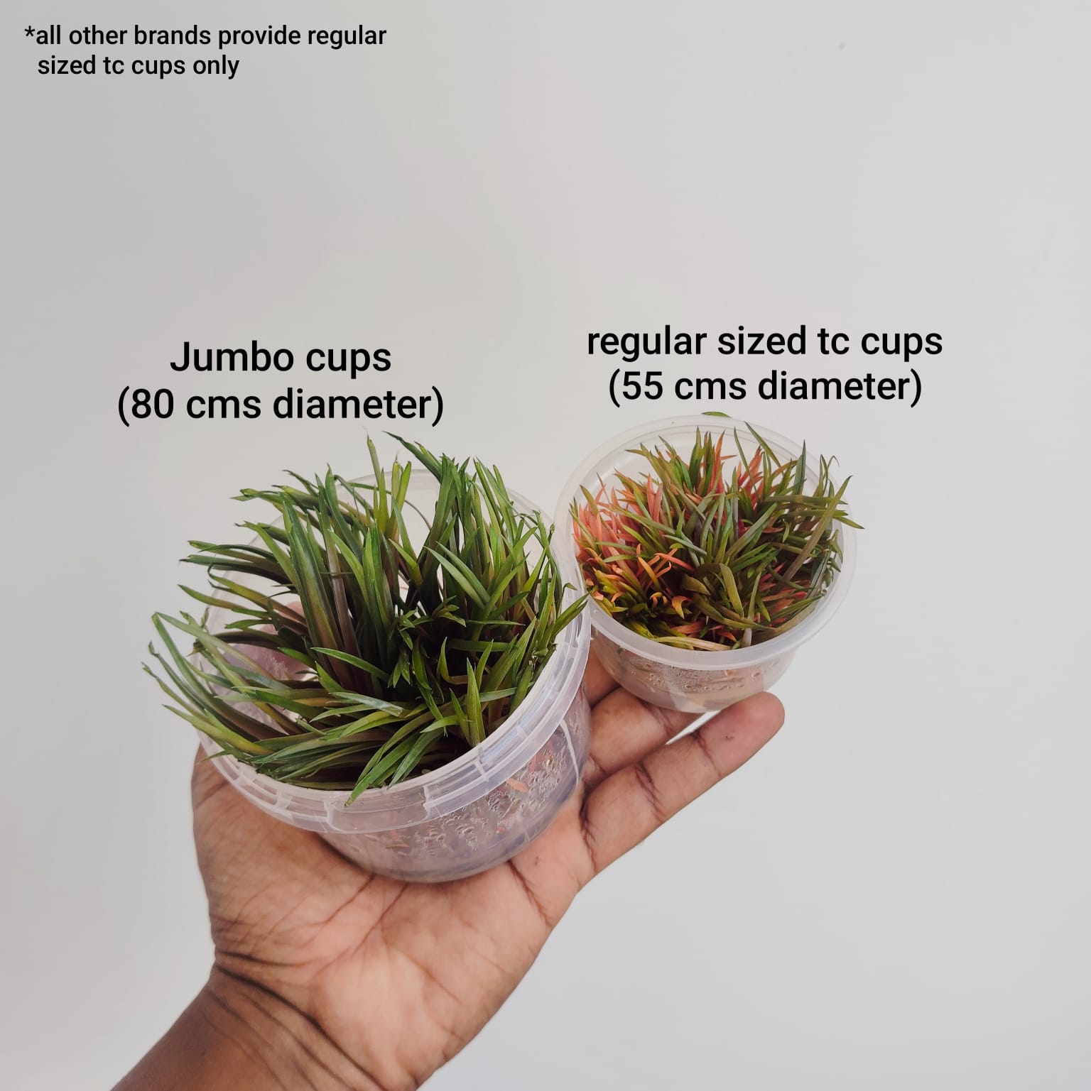 Japanese Dwarf Hairgrass/ Eleocharis Parvula 'Japanese' (tissue culture cup-small) - Image 2