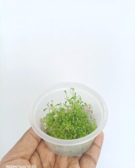 Glossostigma elatinoides (Tissue Culture cup-small)