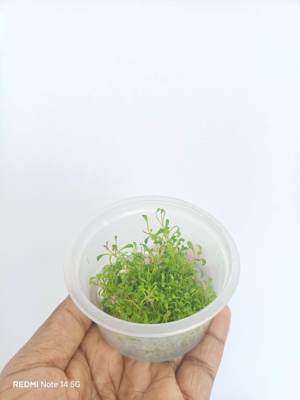 Glossostigma elatinoides (Tissue Culture cup-small) - Image 2