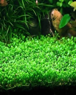 Glossostigma elatinoides (Tissue Culture cup-small)