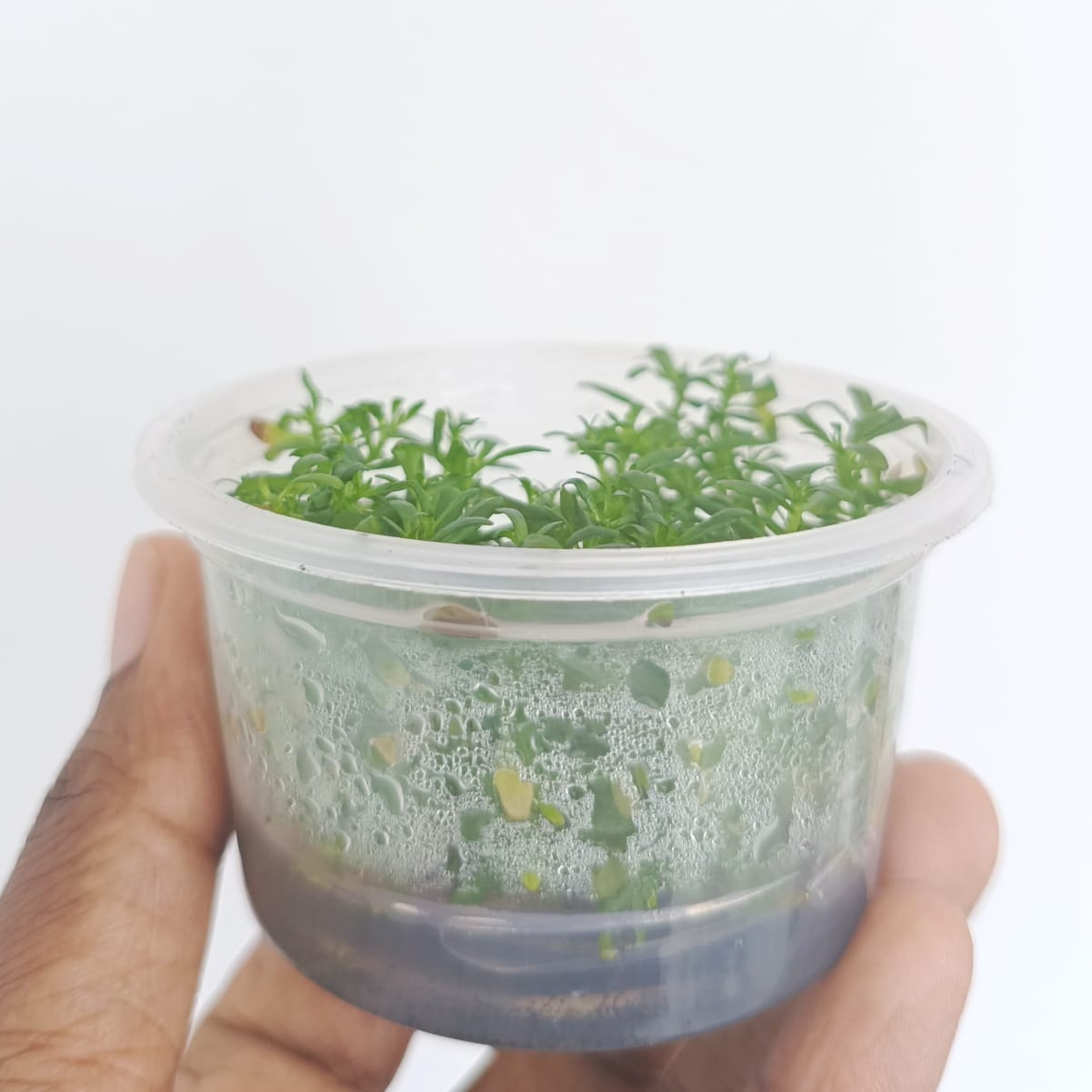 Rotala sunset (Tissue culture cup- small) - Image 3