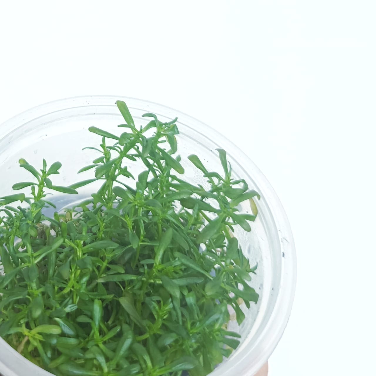Rotala sunset (Tissue culture cup- small) - Image 2