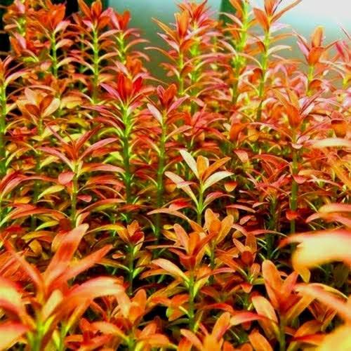 Rotala sunset (Tissue culture cup- small)
