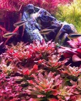 Ludwigia Sphaerocarpa (Tissue culture cup- small)