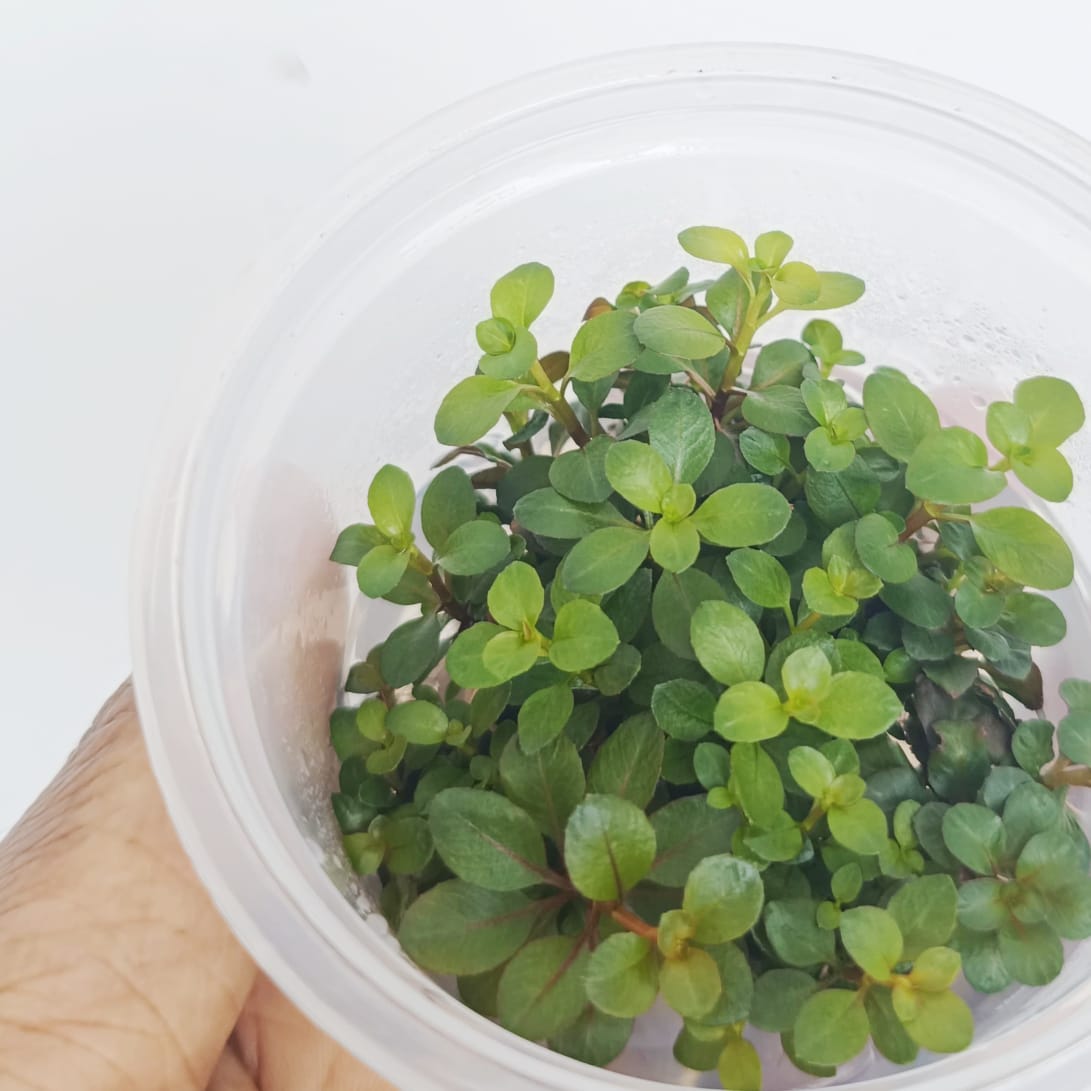 Ludwigia Sphaerocarpa (Tissue culture cup- small) - Image 2