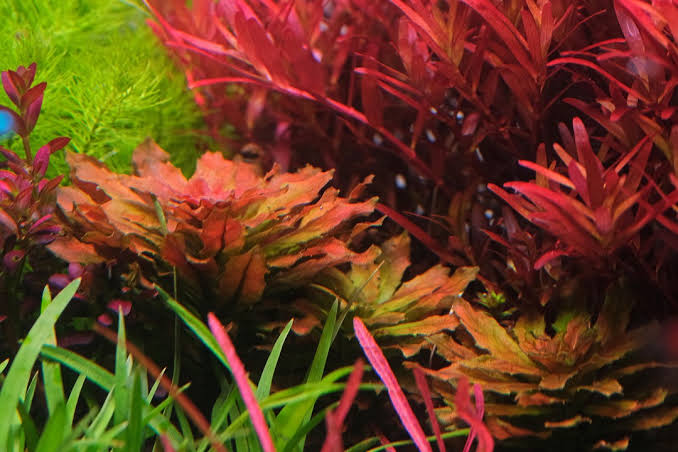 Ludwigia Sphaerocarpa (Tissue culture cup- small) - Image 4