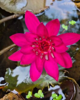English rose waterlily ( rare)