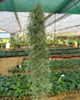 Spanish moss ( jumbo sized)