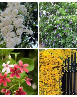 Combo offer vines (Manimulla, Yesterday today tomorrow, Rangoon and Cat claw)