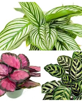 Calathea combo 3(Rusco, white pinstripe, peacock)