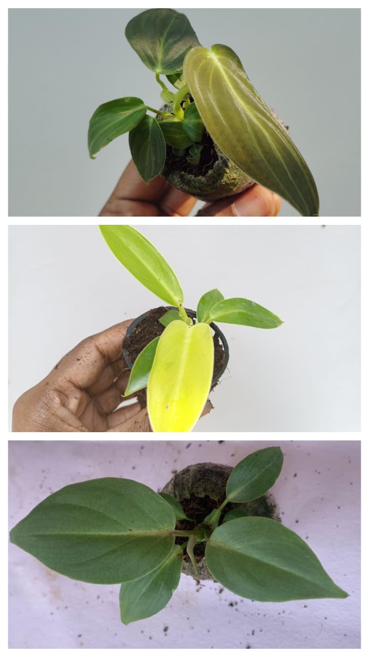 Philodendron combo (melanochrysum,gloriosum, golden melinonii) - Image 3