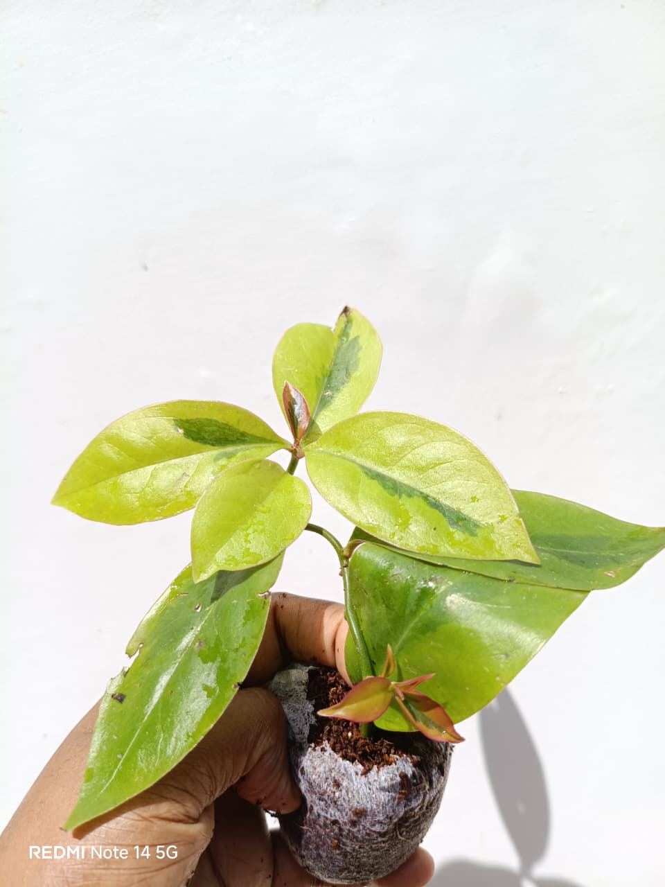 Lemon vine Variegated ( jiffy) - Image 6