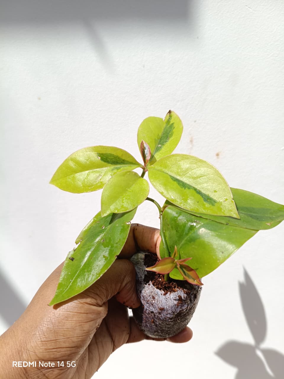 Lemon vine Variegated ( jiffy) - Image 5