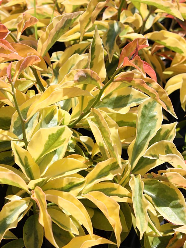 Lemon vine Variegated ( jiffy) - Image 3