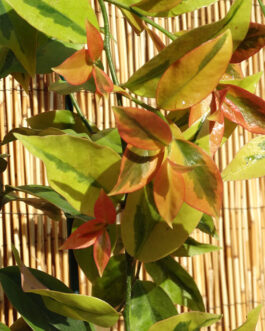 Lemon vine Variegated ( jiffy)