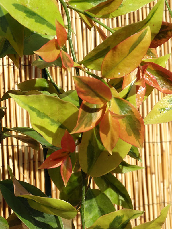Lemon vine Variegated ( jiffy)