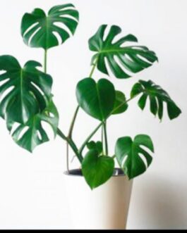 Monstera Deliciosa