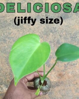 Monstera Deliciosa
