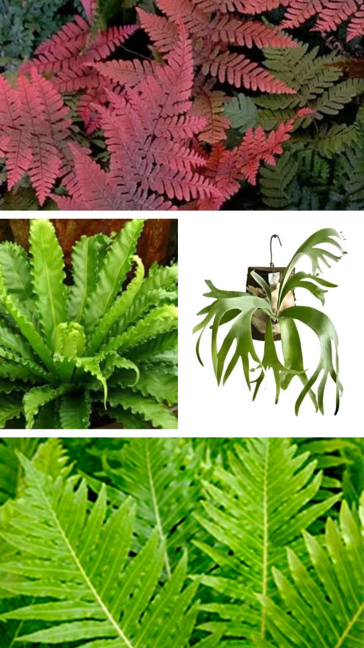 Fern combo 1(Brazilian tree, Victoria, Japanese, staghorn) - Image 2