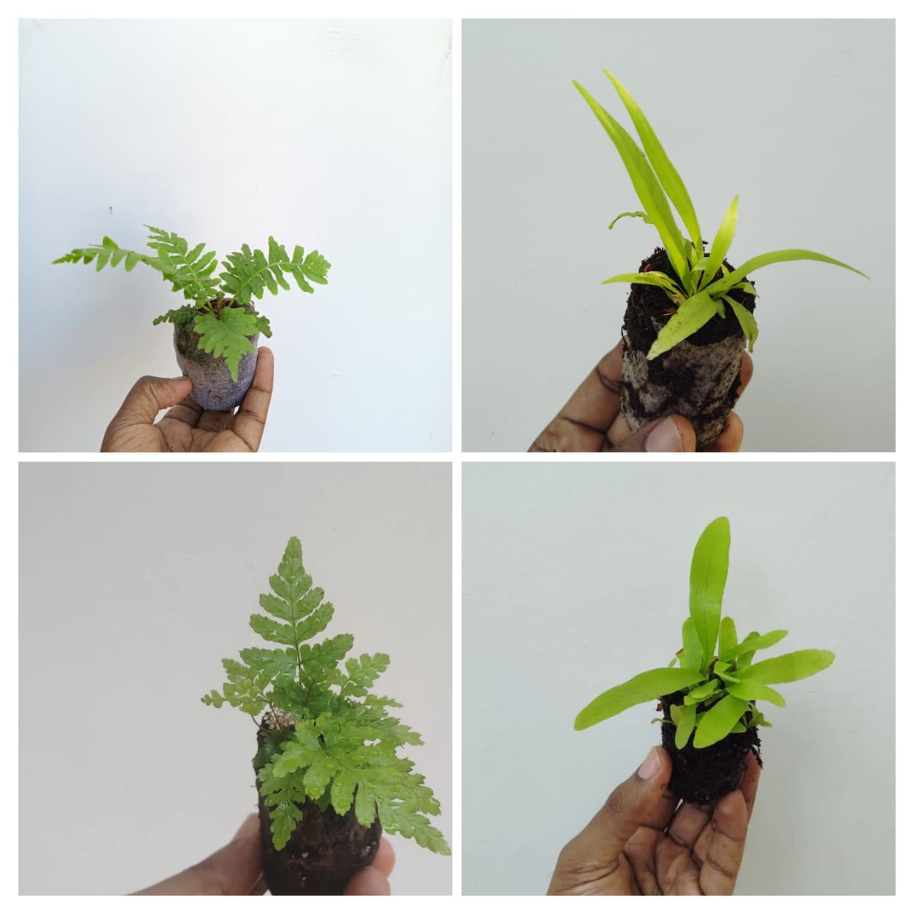 Fern combo 1(Brazilian tree, Victoria, Japanese, staghorn) - Image 3