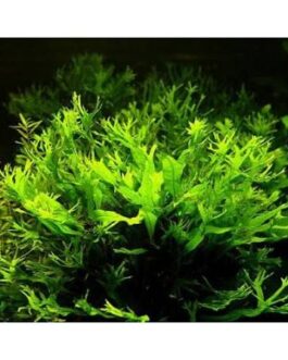 Microsorum pteropus ‘Staghorn fern’ / Windelov fern( pot)