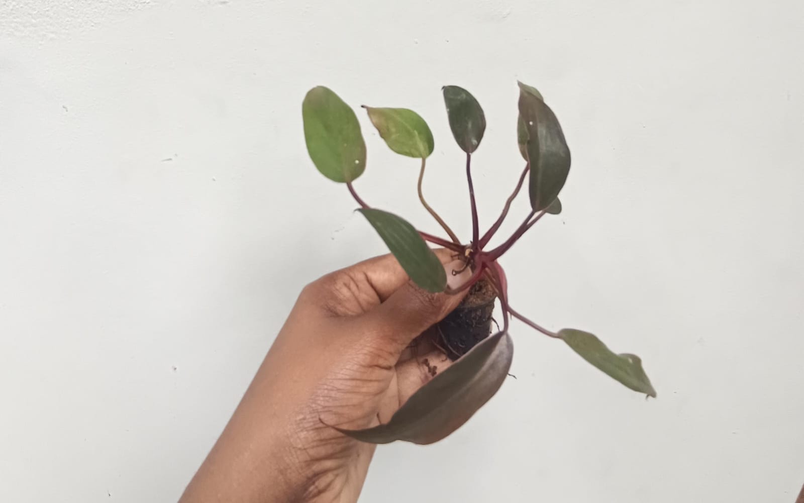 Philodendron Red Emerald( Small Sized -jiffy) - Image 5