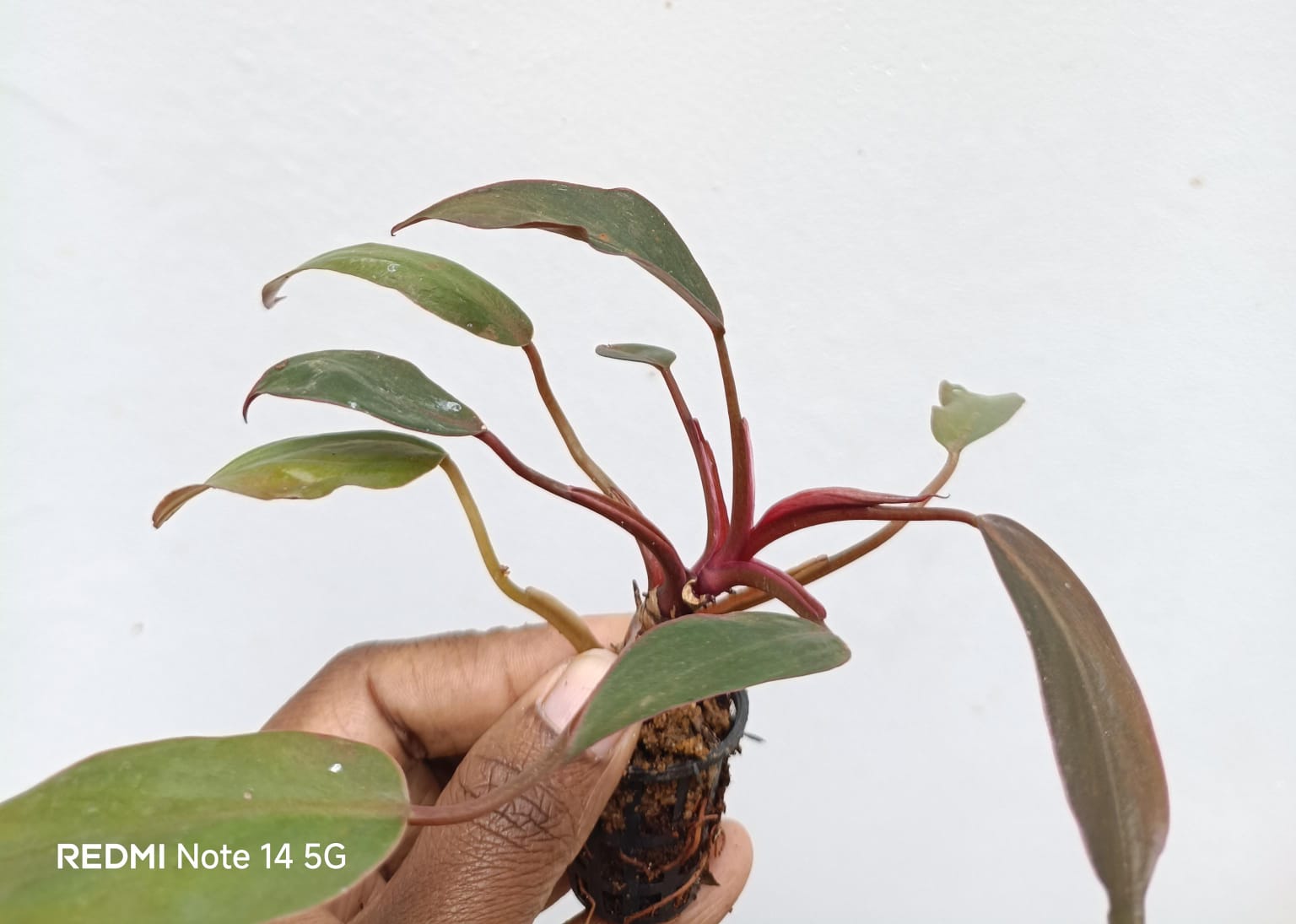 Philodendron Red Emerald( Small Sized -jiffy) - Image 3