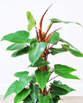 Philodendron Red Emerald( Small Sized -jiffy)