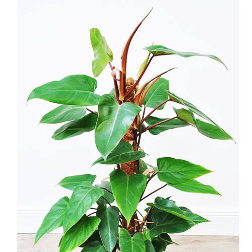 Philodendron Red Emerald( Small Sized -jiffy)