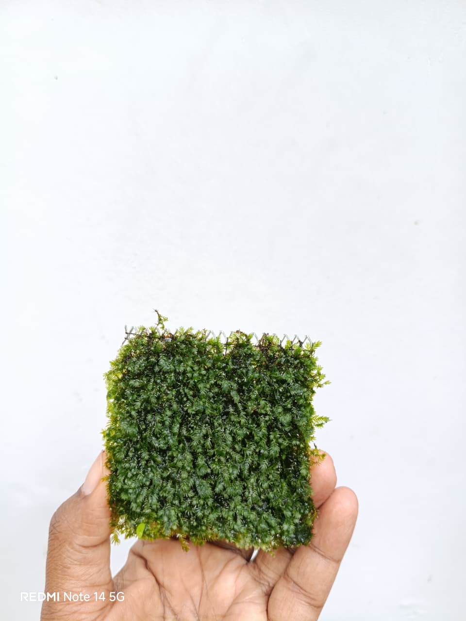 Fissidens Crispulus/Zipper Moss - Image 4