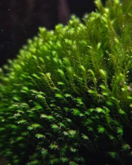 Fissidens Crispulus/Zipper Moss