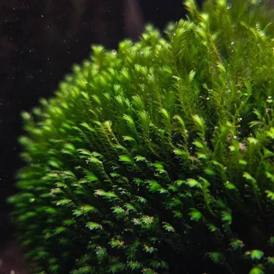 Fissidens Crispulus/Zipper Moss