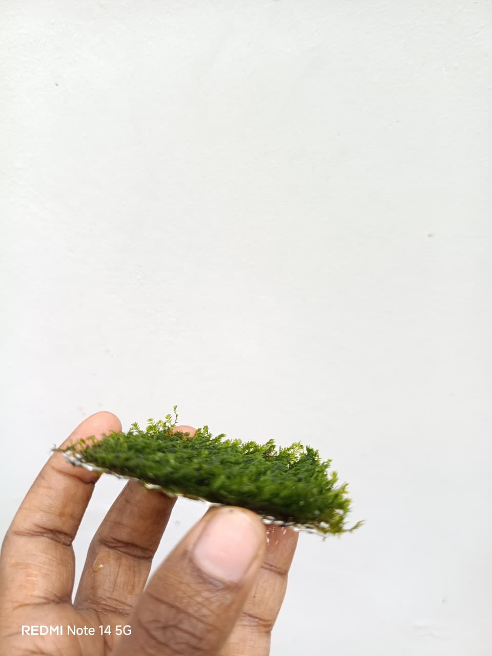 Fissidens Crispulus/Zipper Moss - Image 5