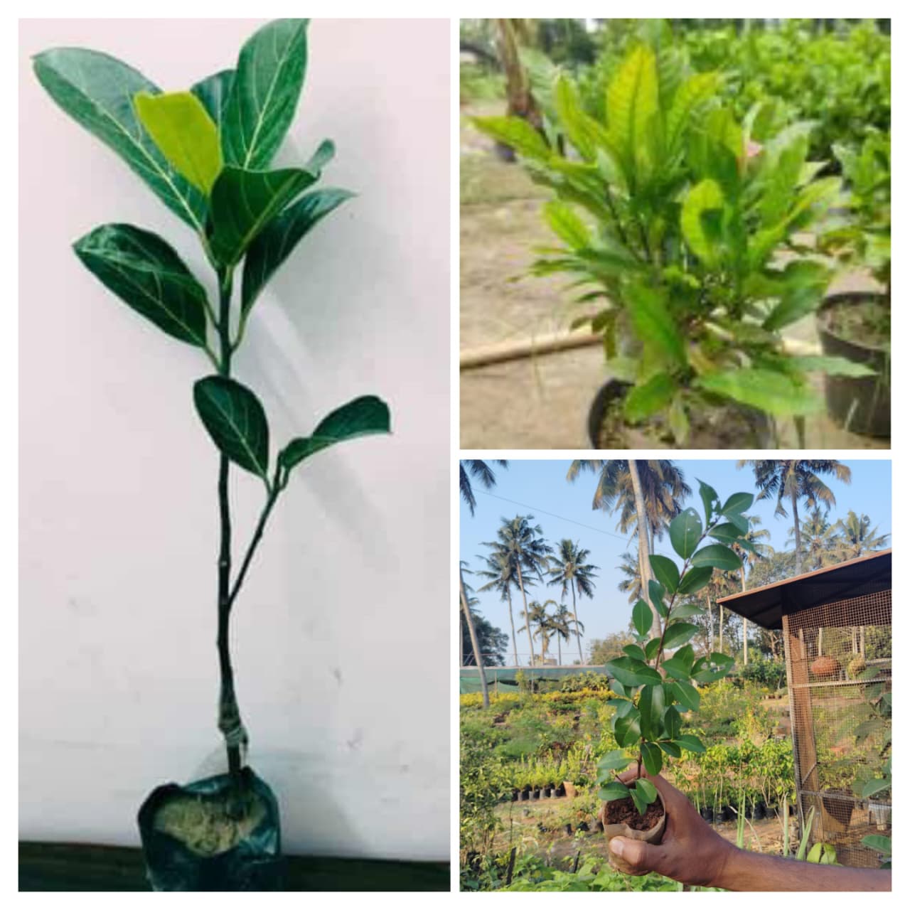 Fruits combo (miracle fruit, Vietnam jack, Barbados cherry) - Image 2